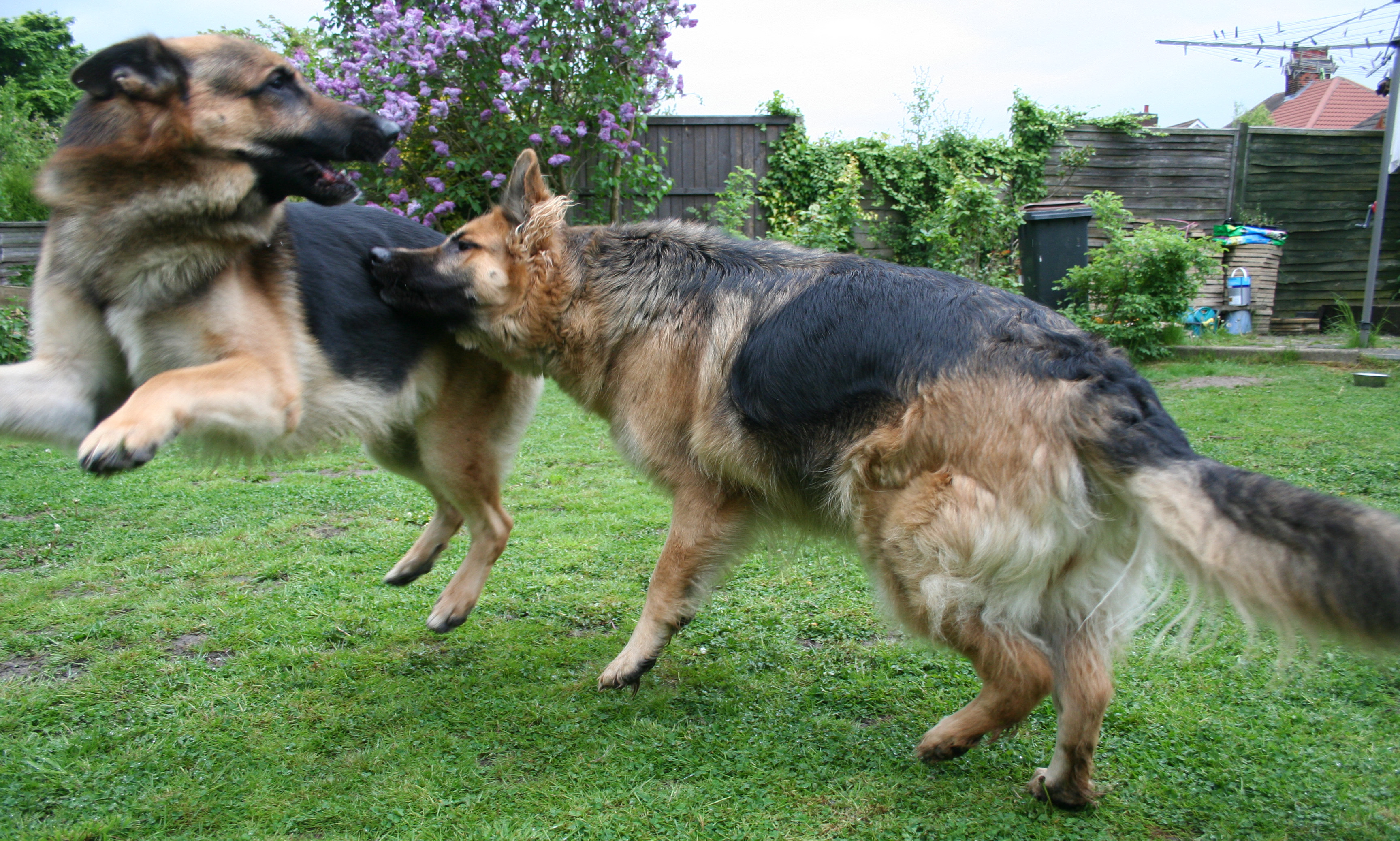 Ace and Hazel play fighting
