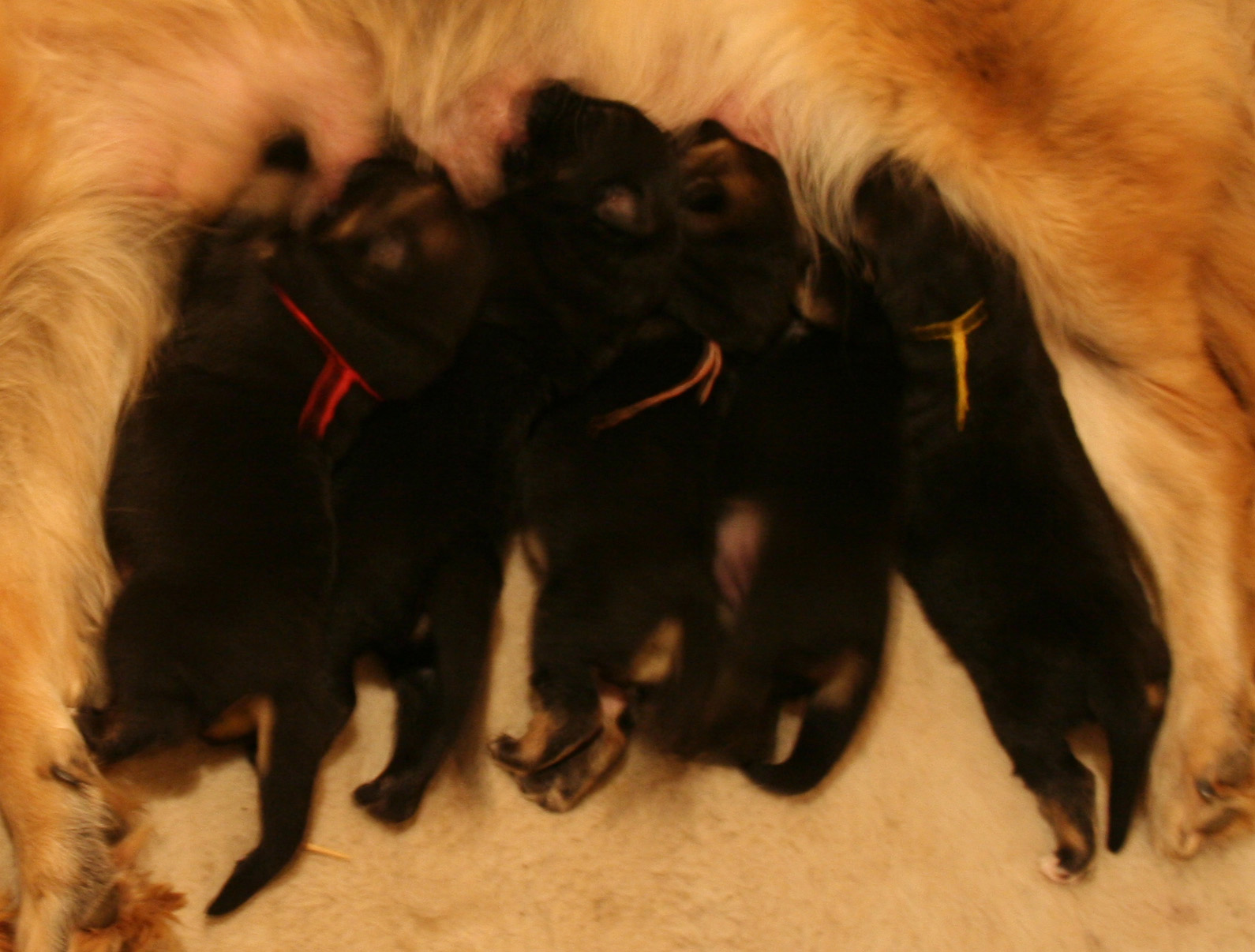 4 puppies