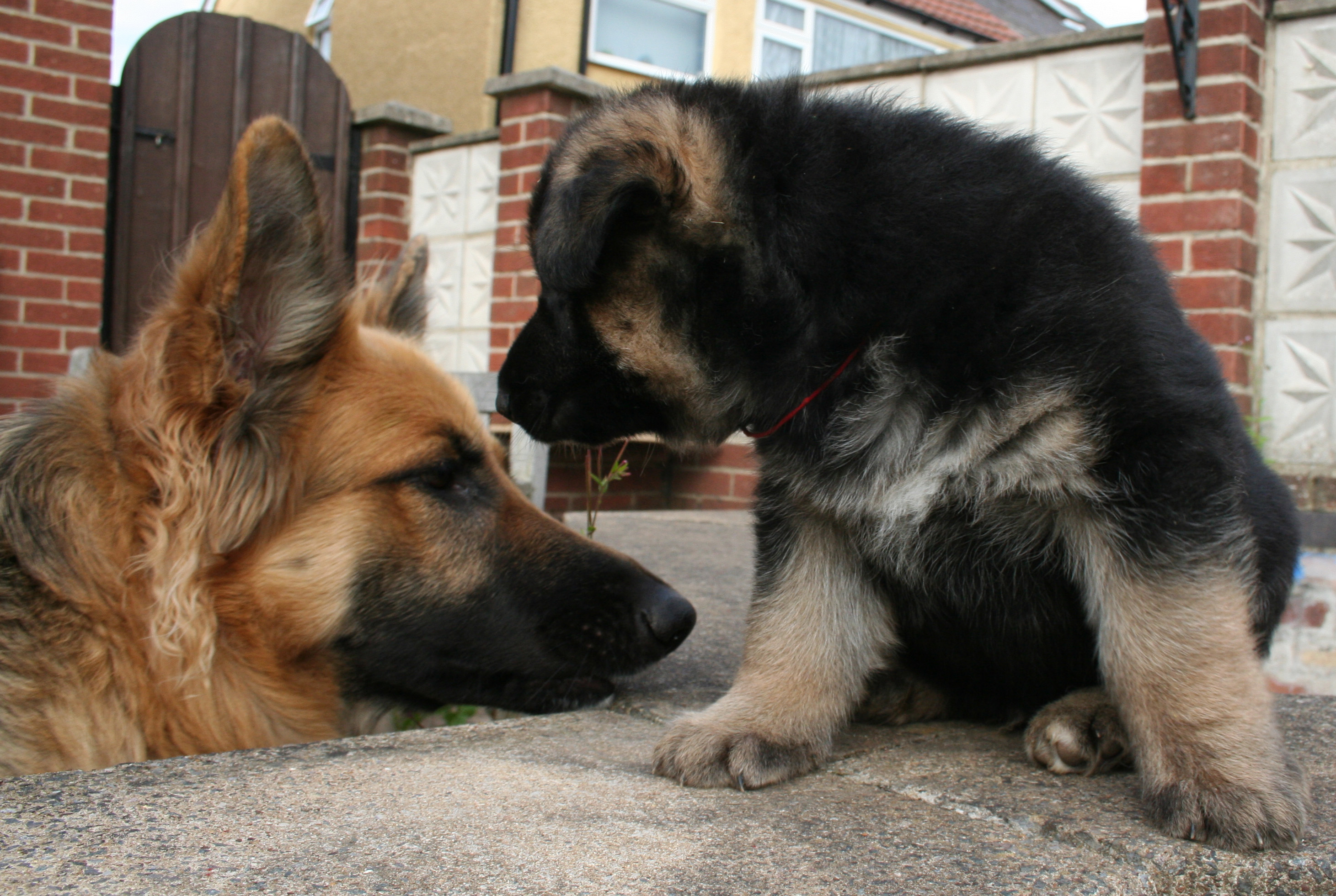 Rouge Rascal - gsd pup