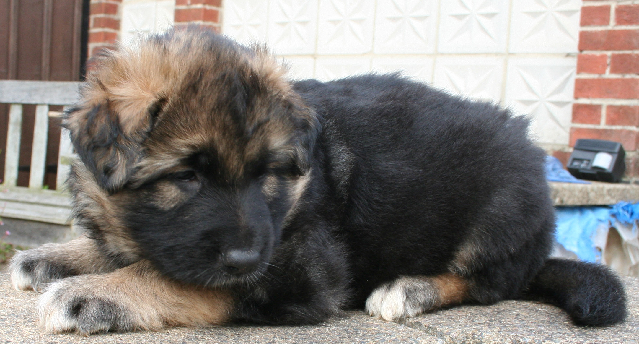 Tiggie Tiger - gsd pup