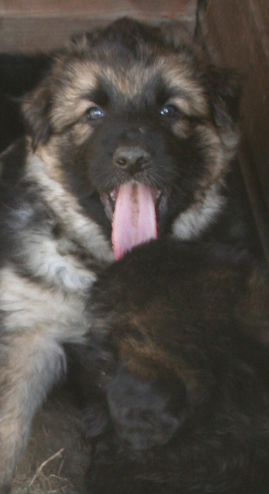 Tiggie Tiger - gsd pup