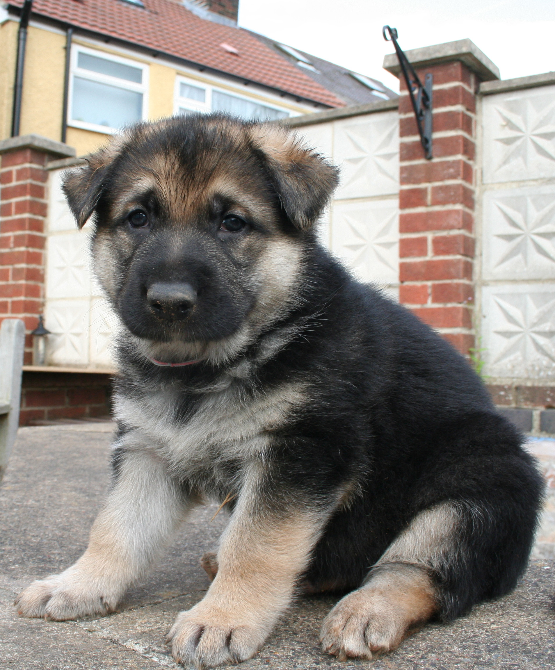 pup gsd