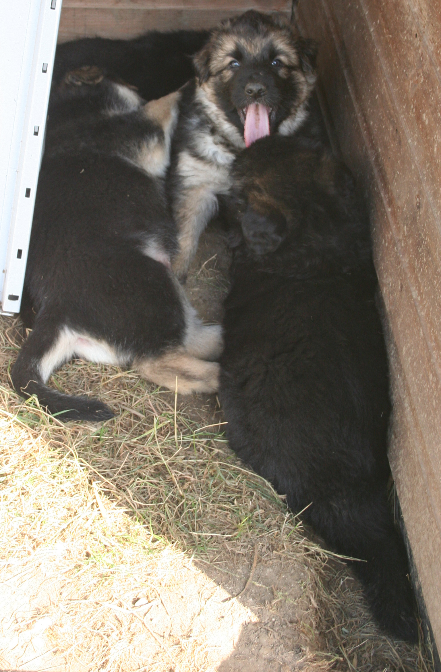 puppies gsd