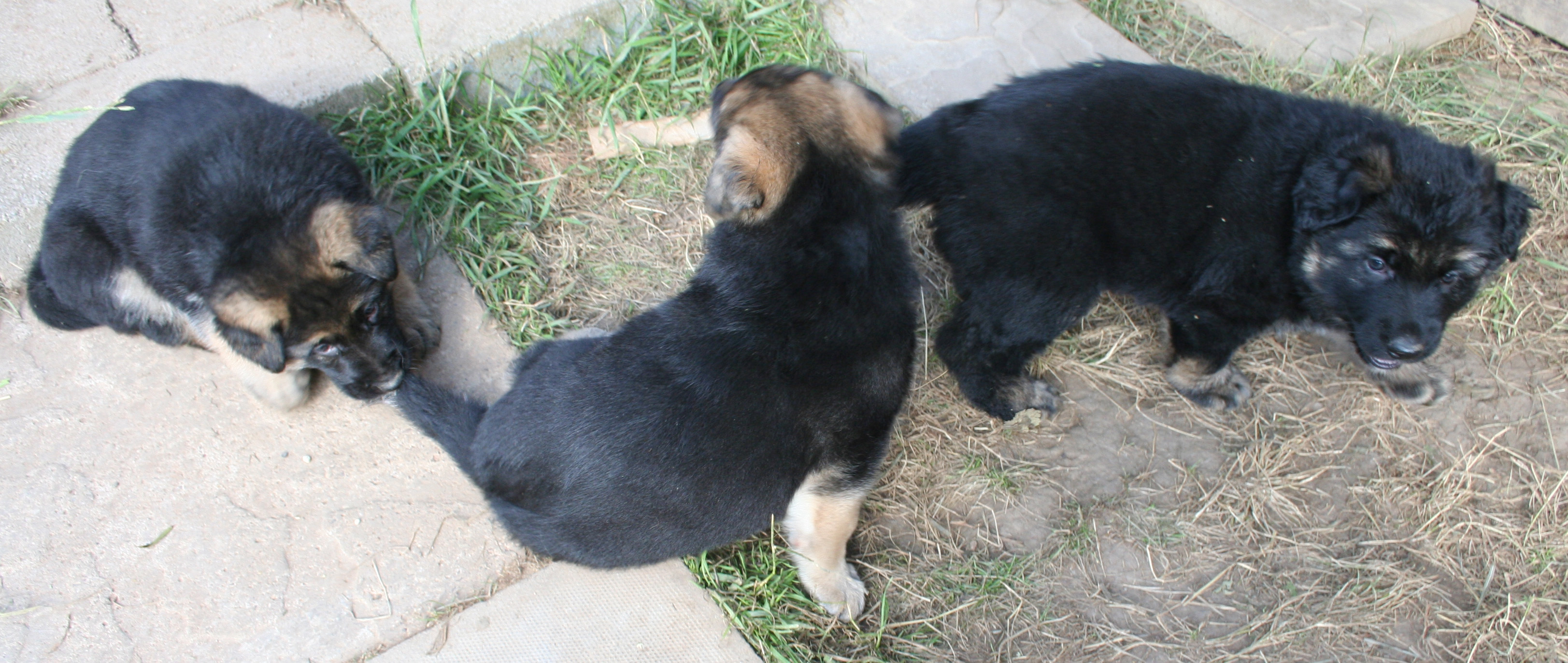 puppy tails