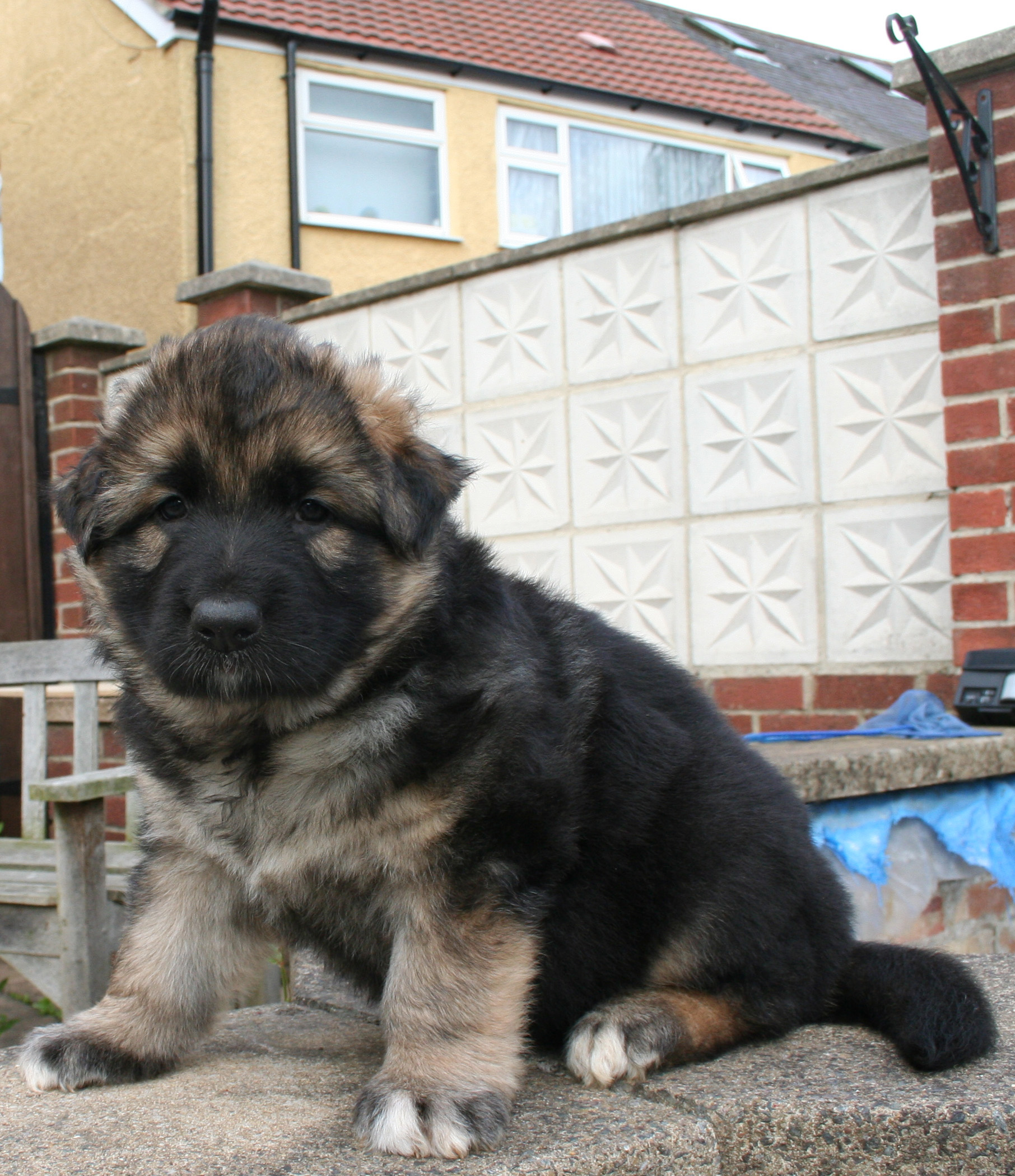 Tiggie tiger - gsd pup