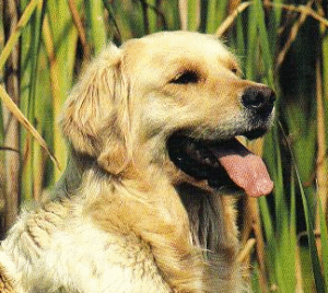 Dog - Golden Retreiver