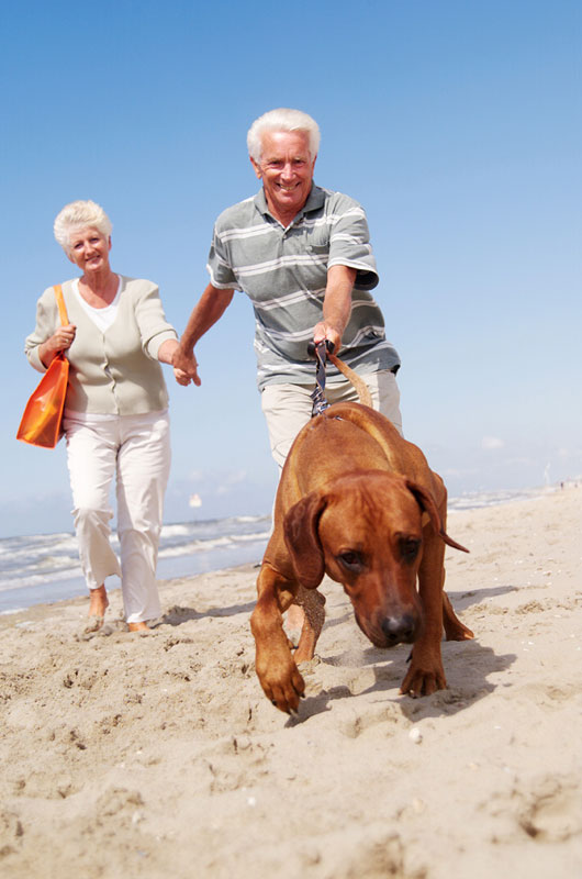 Older man and woman on beach with dog pulling them towards the camera