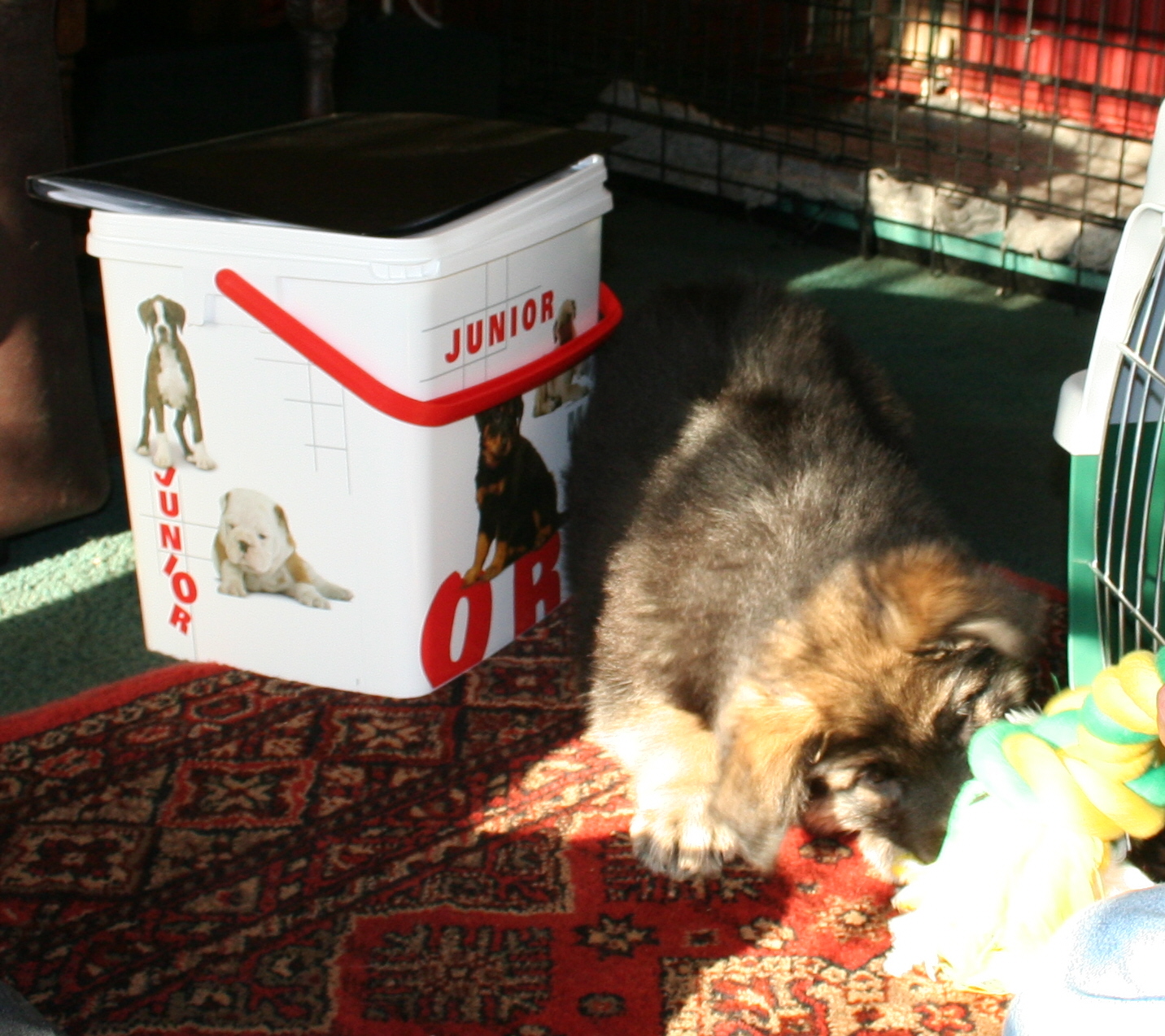 puppy playing rope