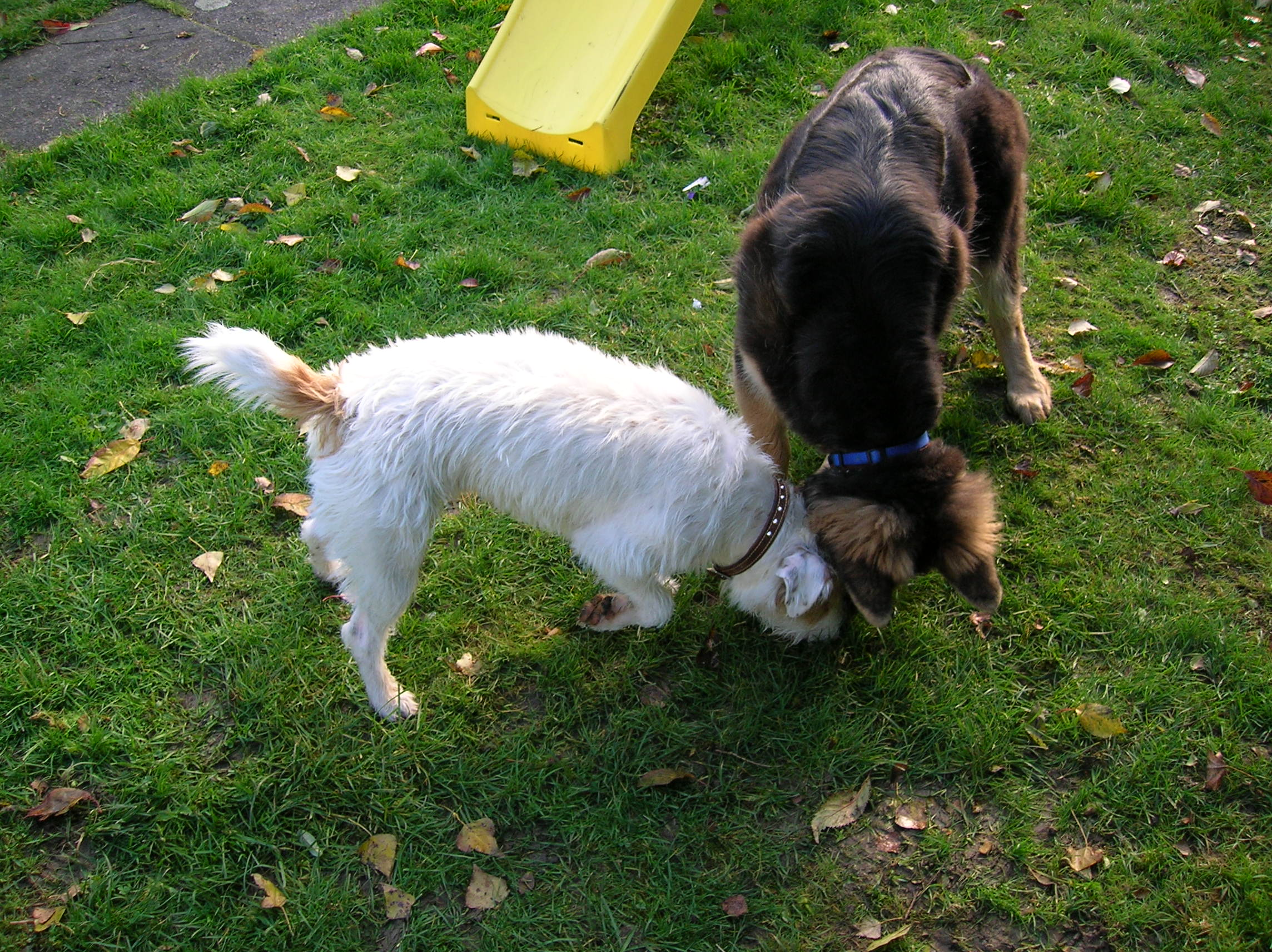 pupuppys in garden