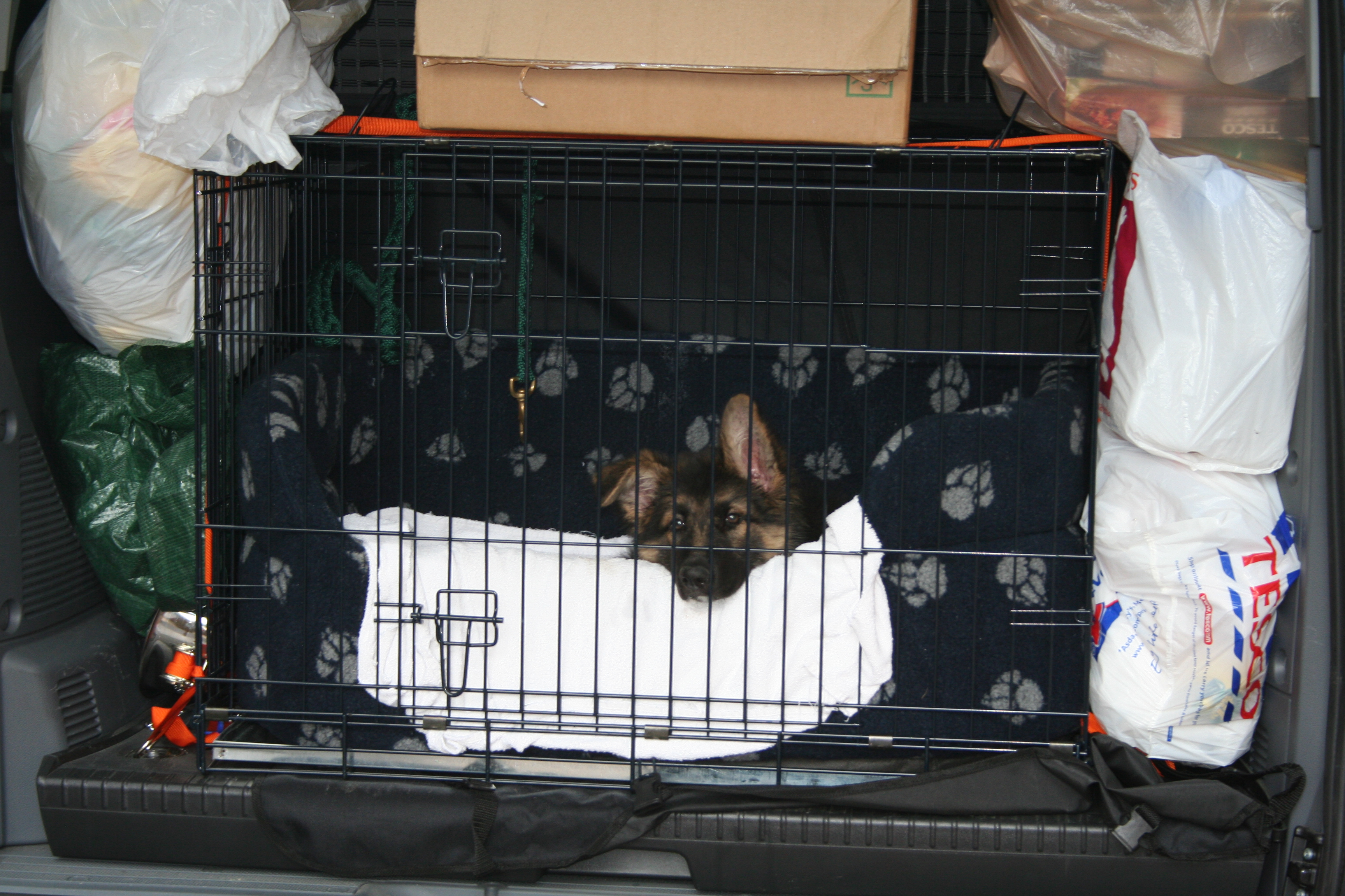 Puppy in car crate