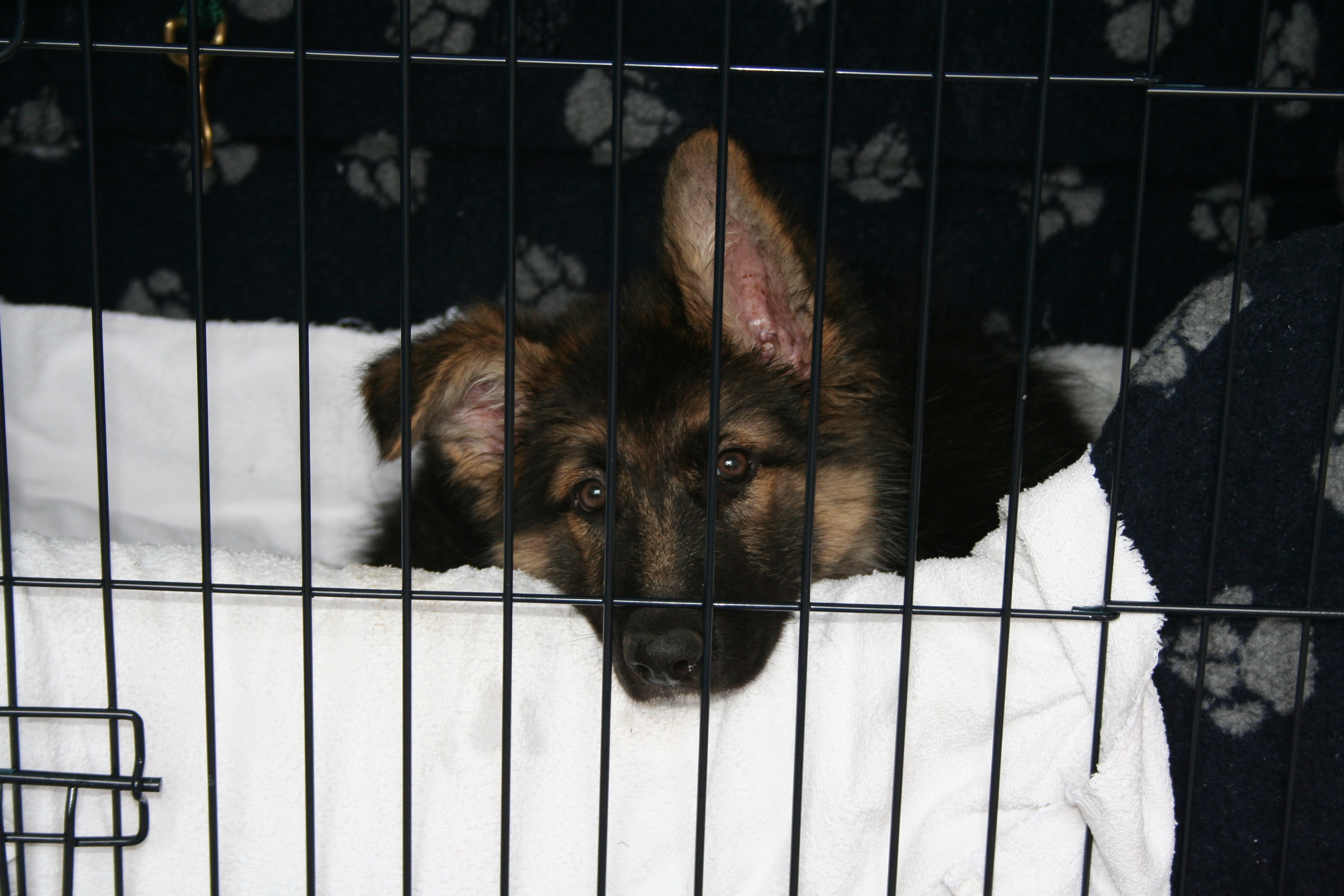 puppy in cage - happy