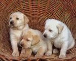 3 PUPPIES IN A BASKET