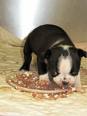 puppy in food dish