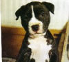 Staffie pup