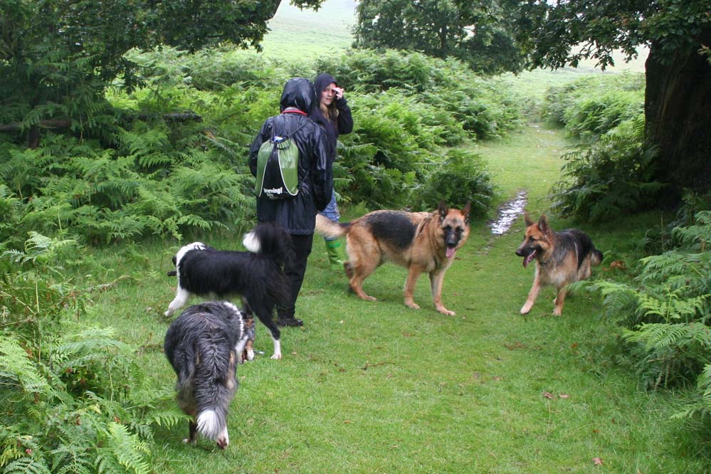 4 Dogs walking over rough ground