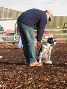Dog Sitting (Saphie) - JJ Dog Training - Coalville - UK