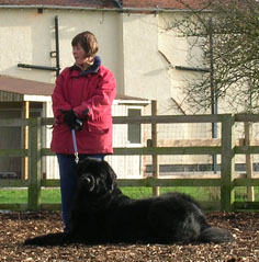 Dog Down (Derwyn) - JJ Dog Training - Coalville - UK