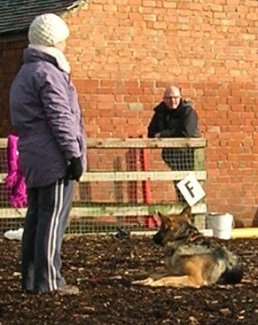 Dog Down (Rosie) - JJ Dog Training - Coalville - UK
