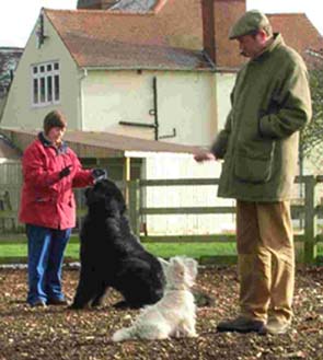 Dogs Sitting (Derwyn & Fergus) - JJ Dog Training - Coalville - UK