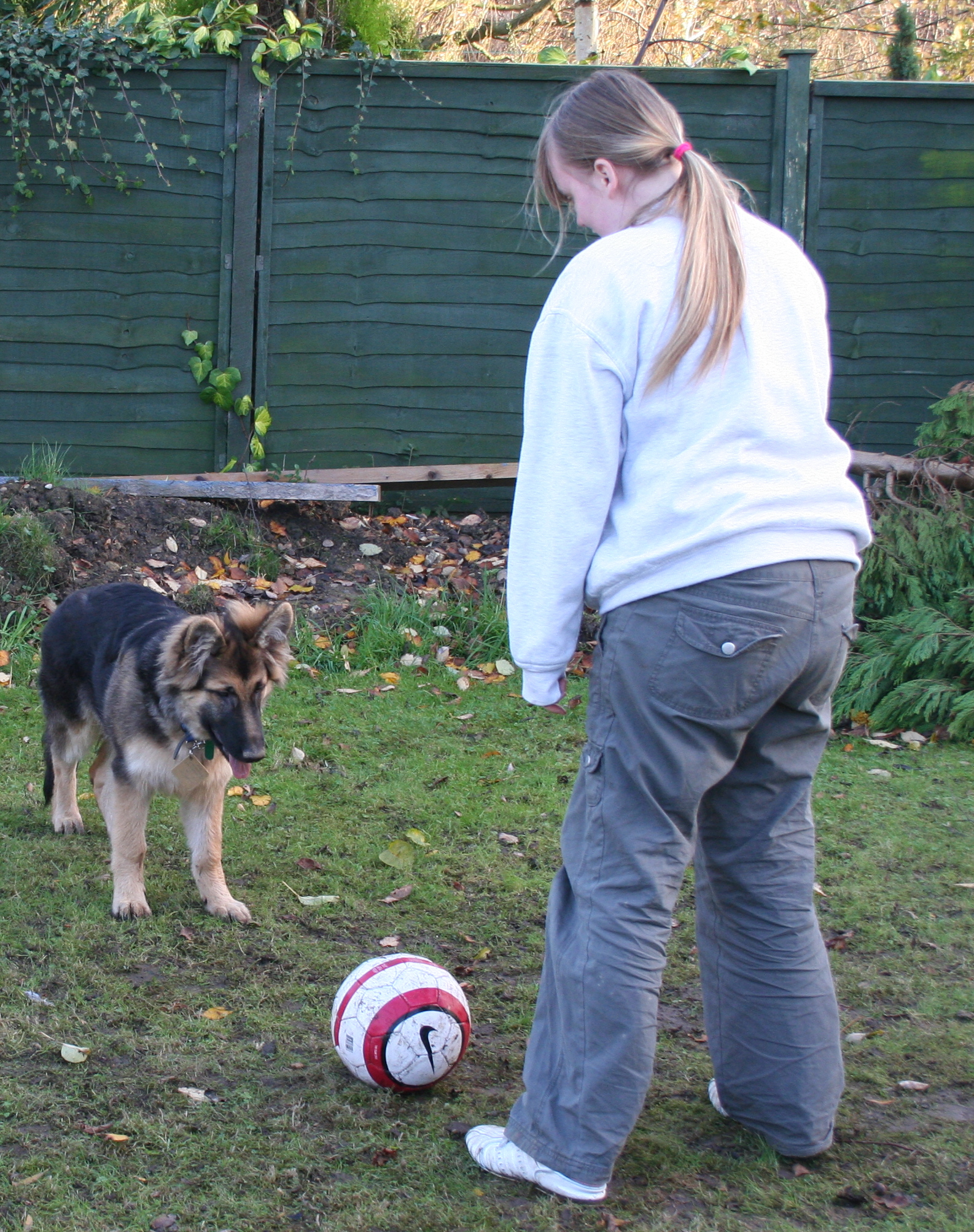 DOG STAND STAY (Hazel)