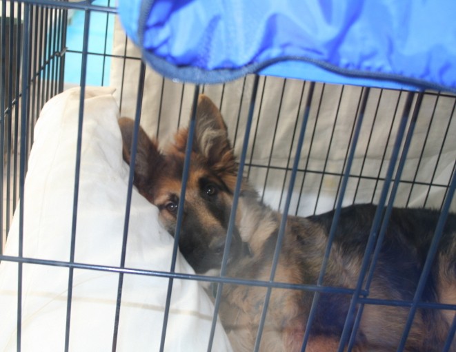 Puppy in luxuary in cage