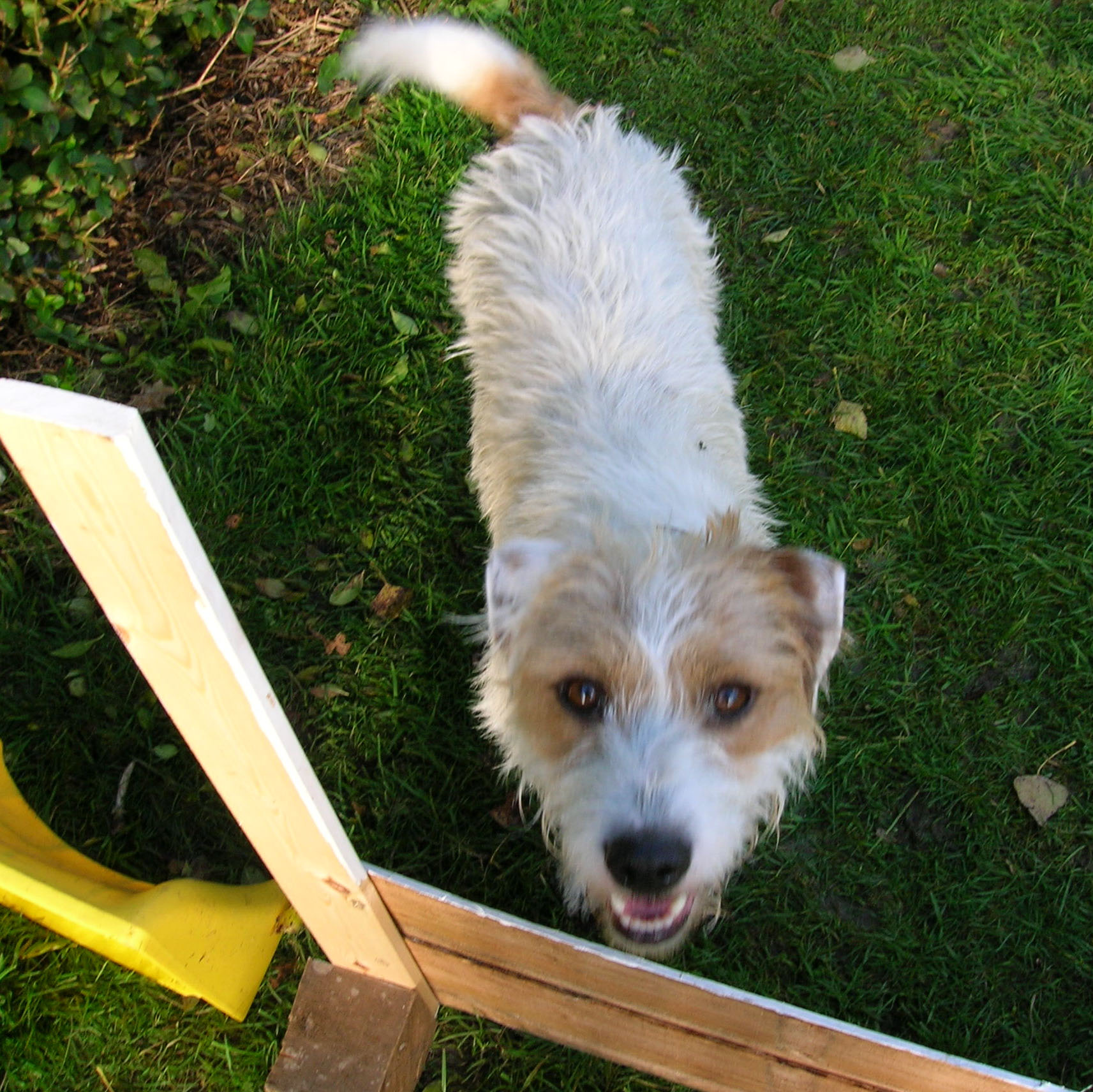 Puppy looking over jump - in garden