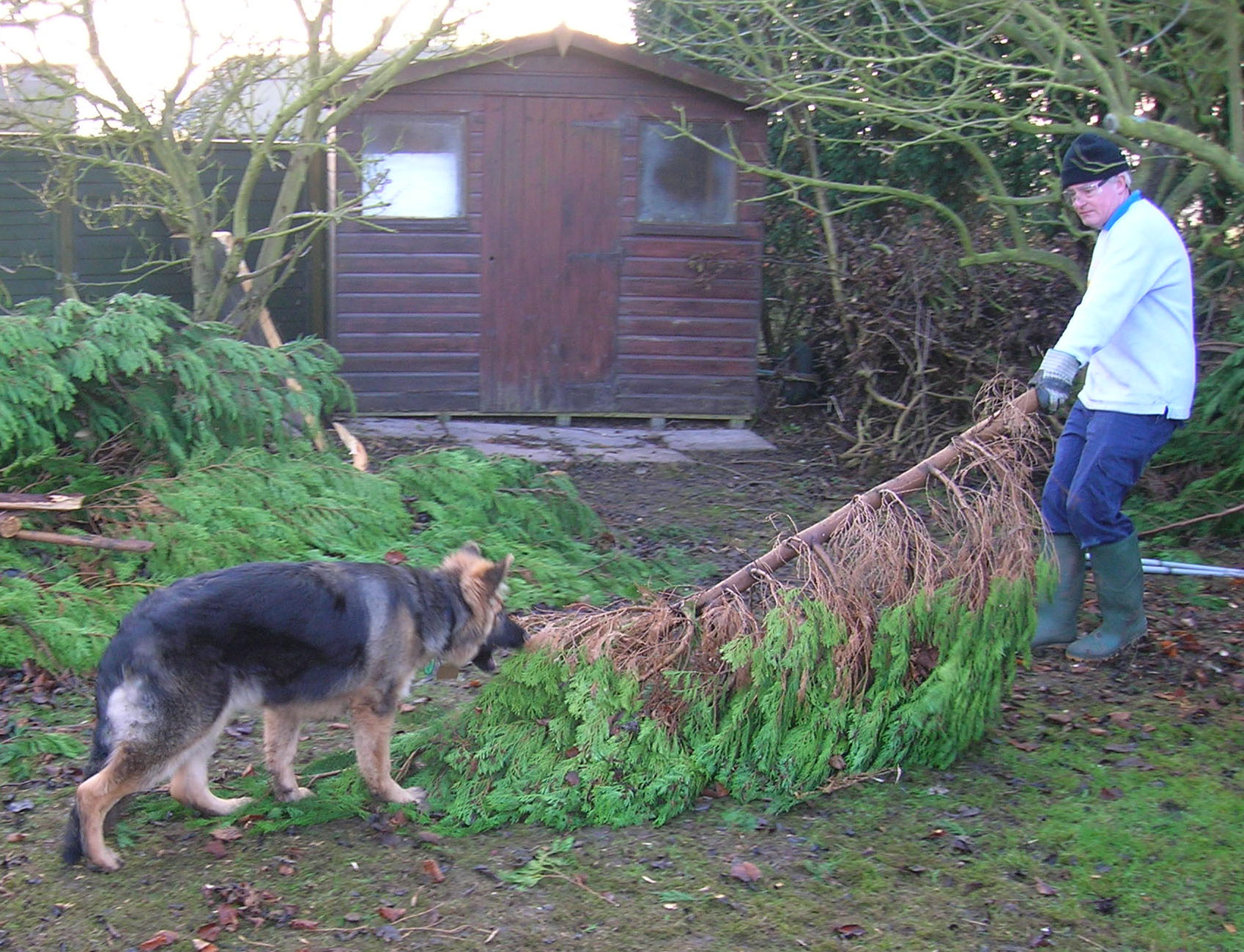 Puppy tugging at end of cut tree branch