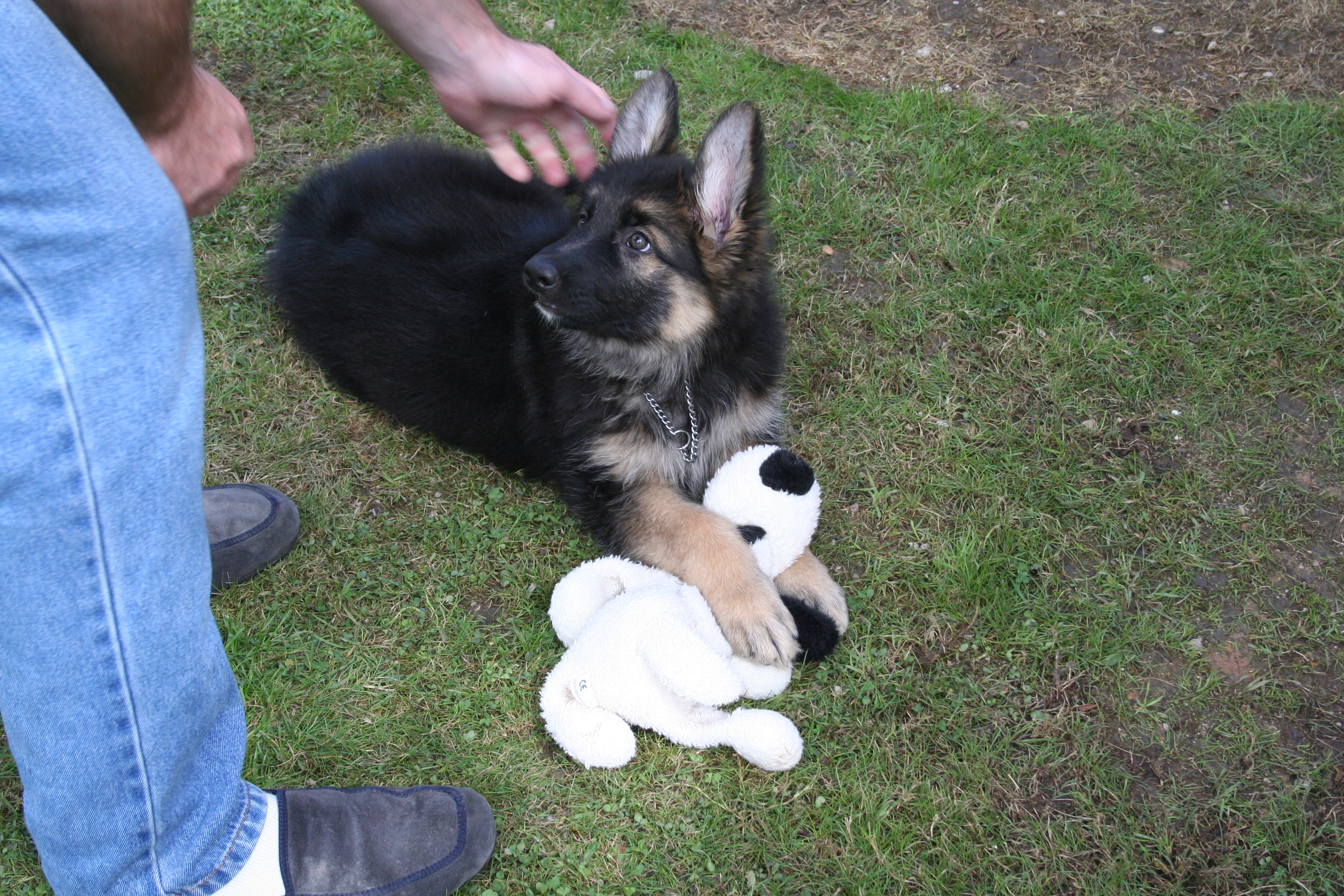 puppy + toy