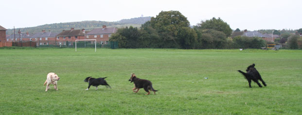 4 Dogs running & palying in the park