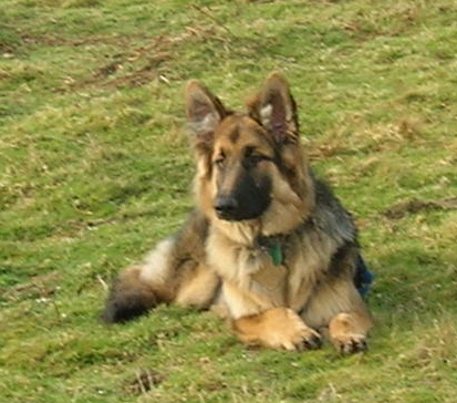 Hazel on a hillside - GSD - dog