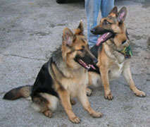 Puppies sitting (Hazel & Ace)