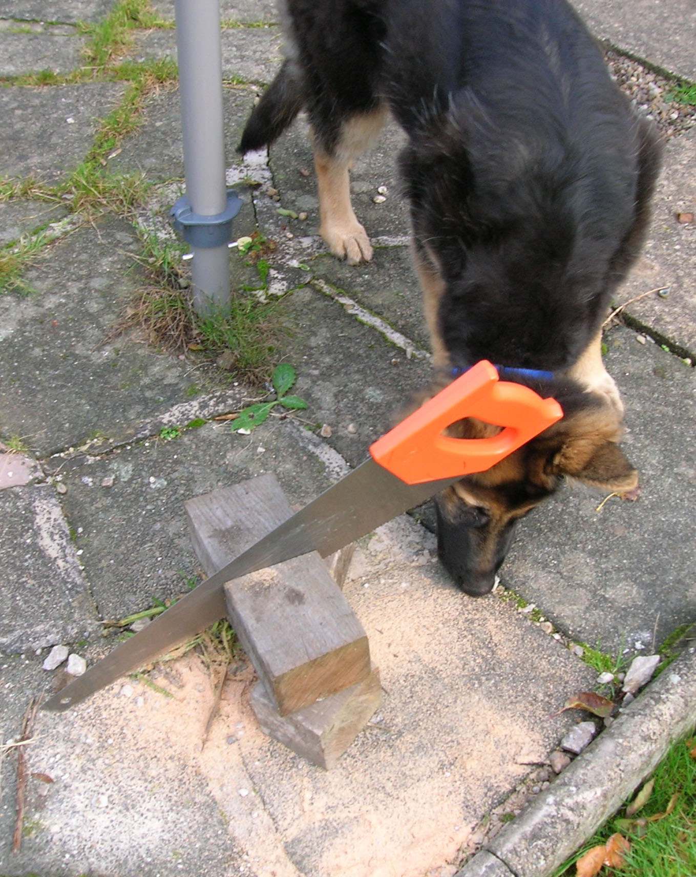 puppy investigating a saw & sawdust