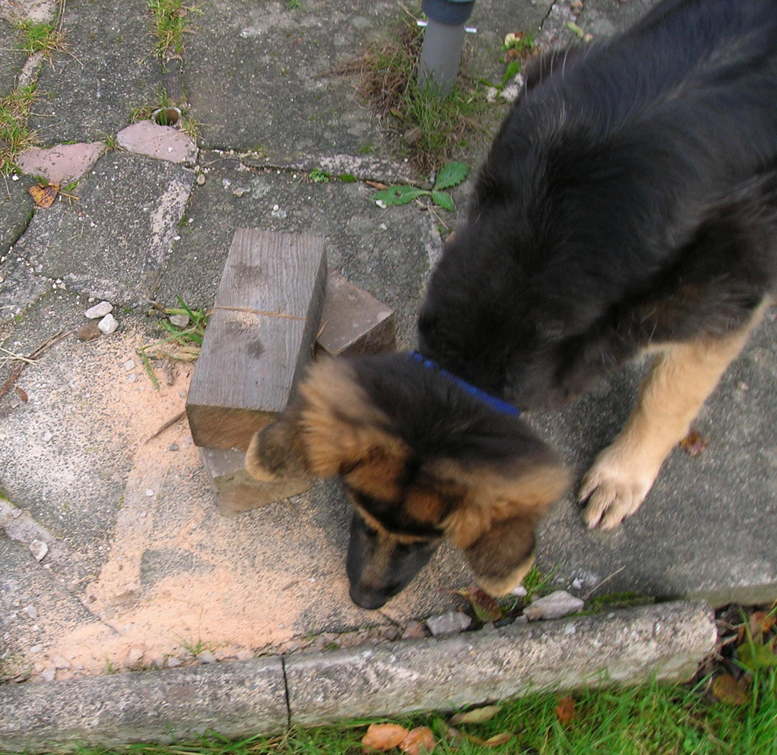 puppy eatting sawdust