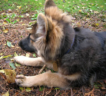 puppy chewing tree stump