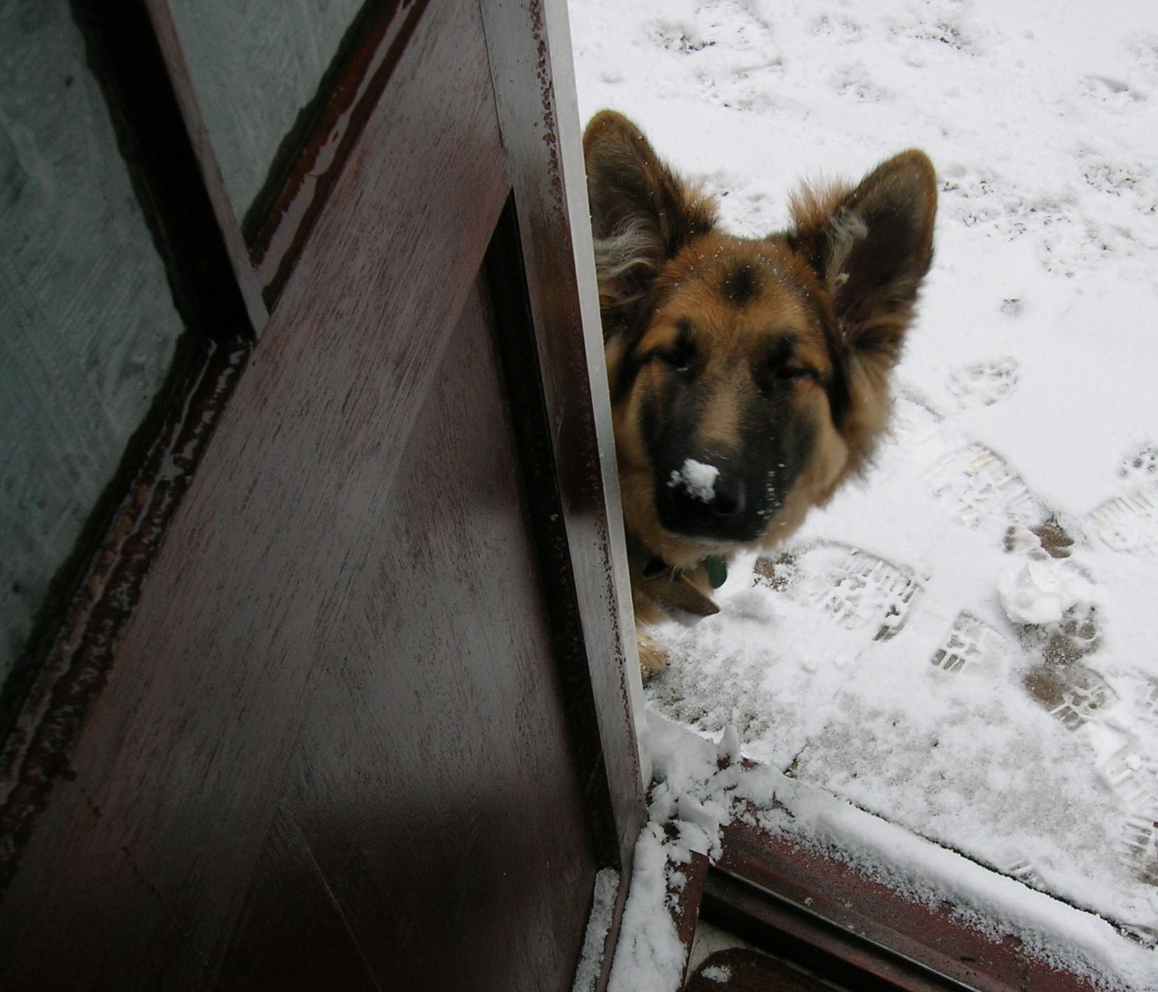 puppy snow on nose