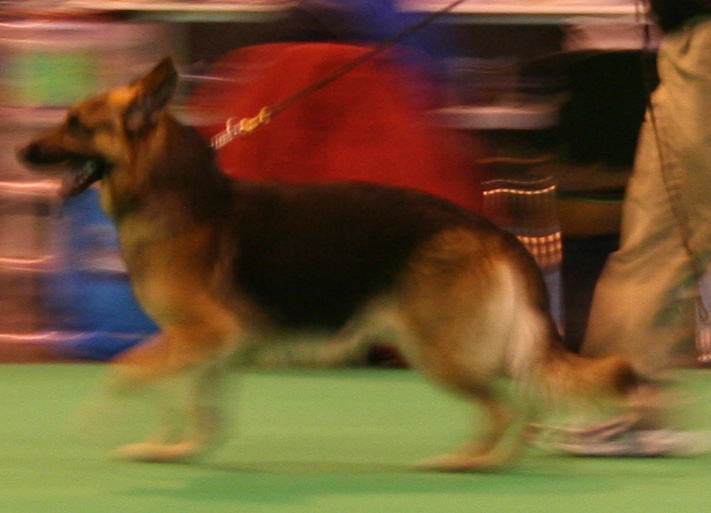 Jansires Aces High at Crufts 2008