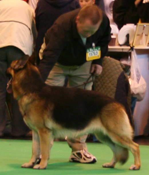 Jansires Aces High at Crufts 2008