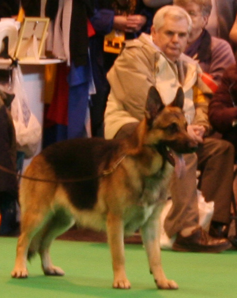 Jansires Aces High at Crufts 2008 - GSD dog