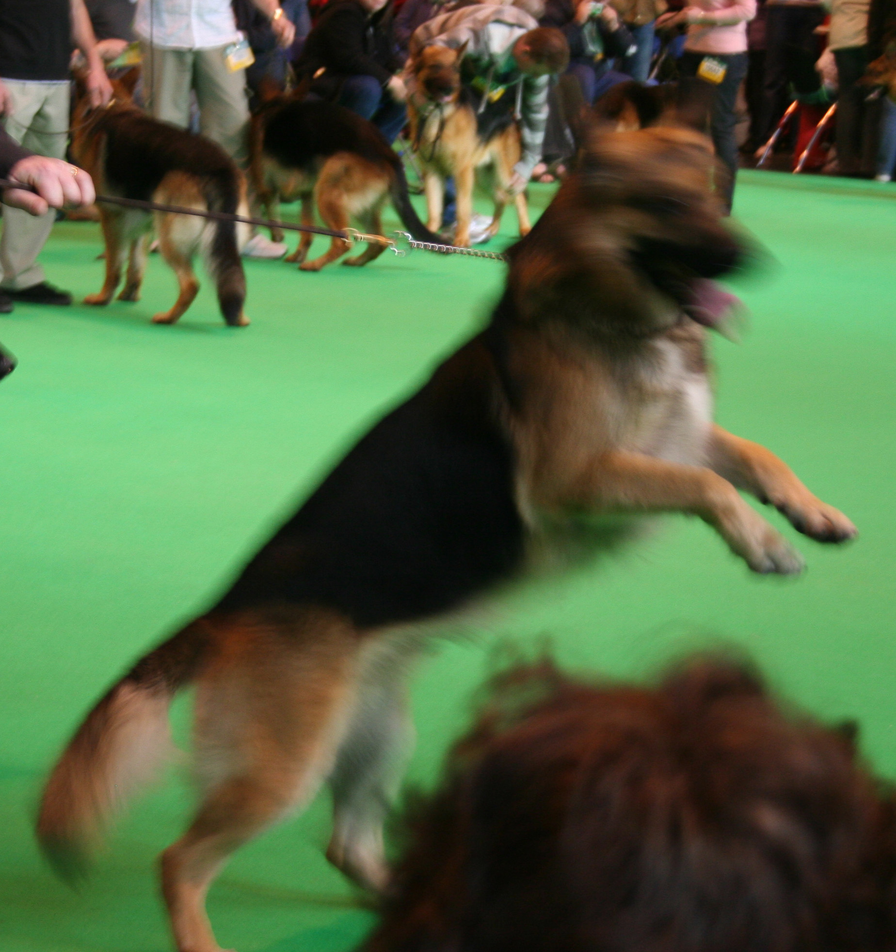Jansires Aces High jumping at Crufts 2008