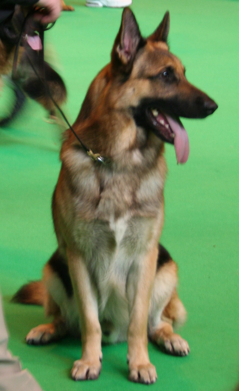 Jansires Aces High at Crufts 2008