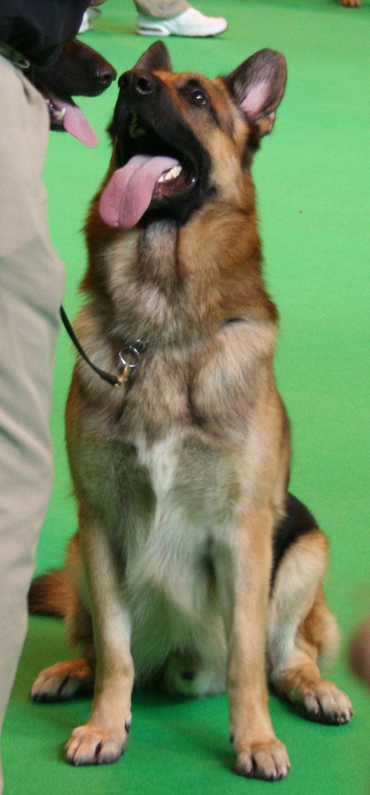 Jansires Aces High at Crufts 2008