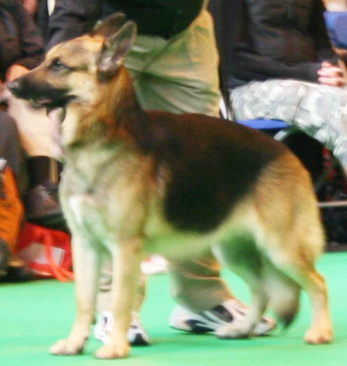 Jansires Aces High at Crufts 2008