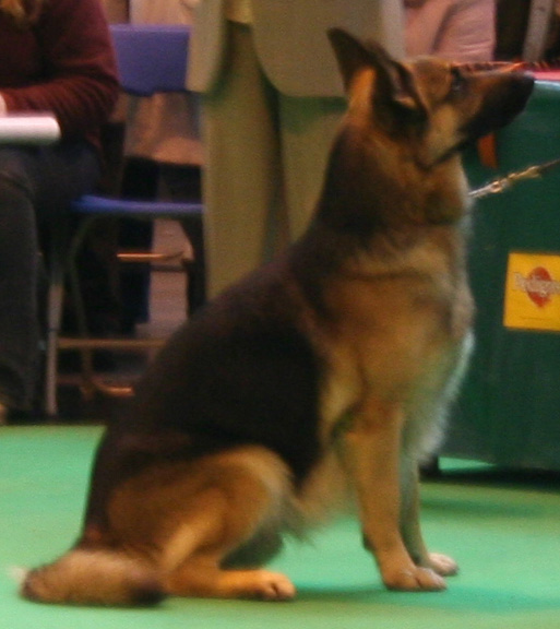 Jansires Aces High at Crufts 2008