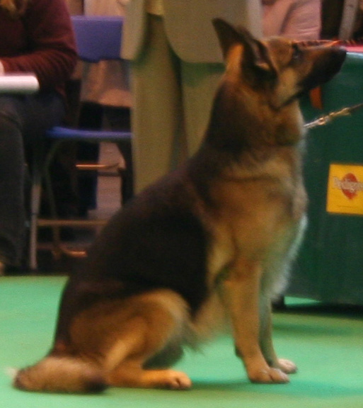Jansires Aces High at Crufts 2008