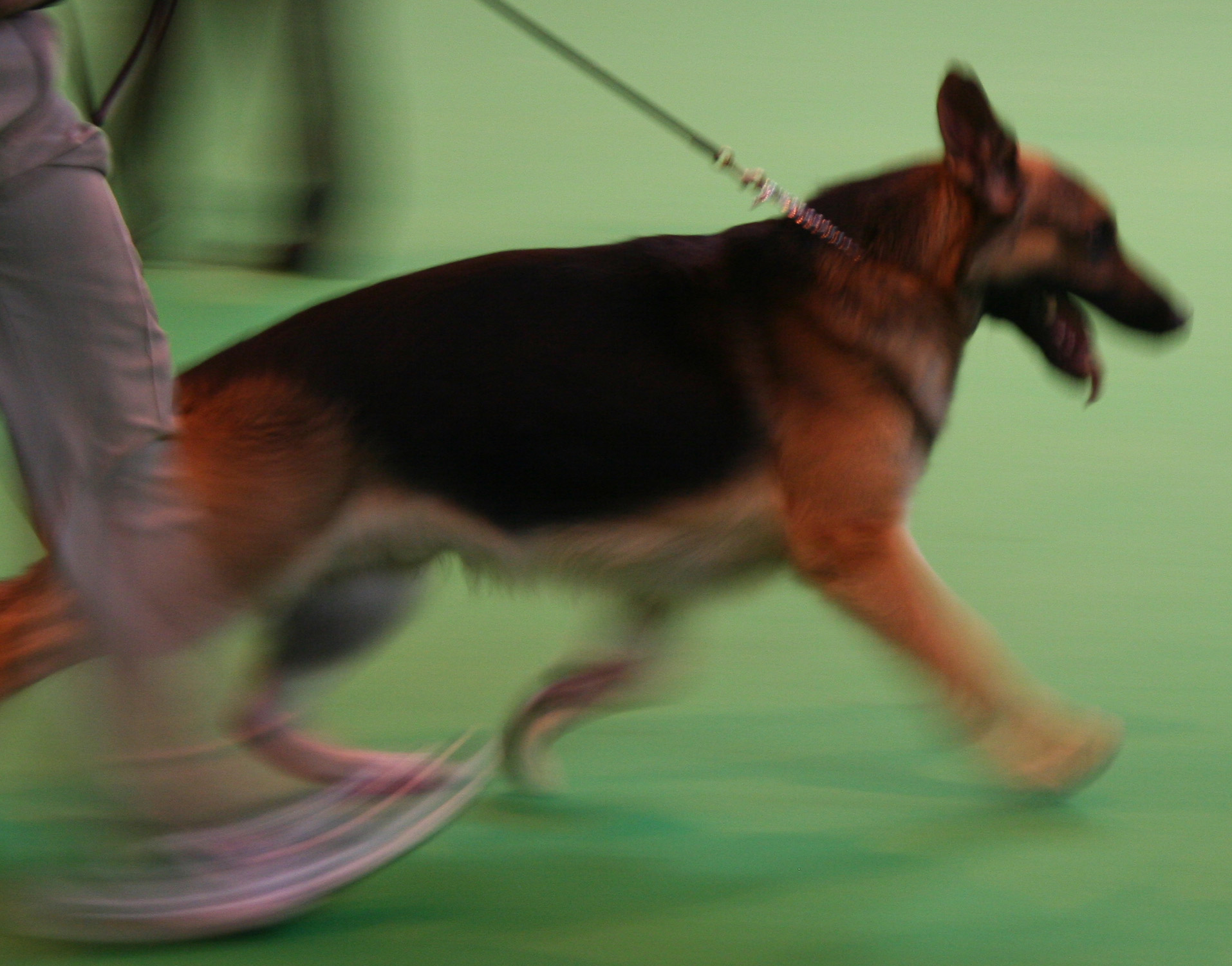 Jansires Aces High at Crufts 2008