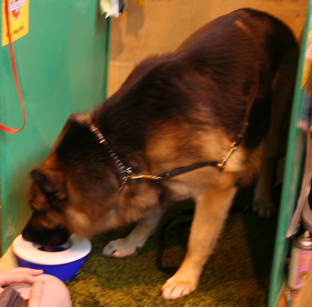 Jansires Aces high at Crufts 2008