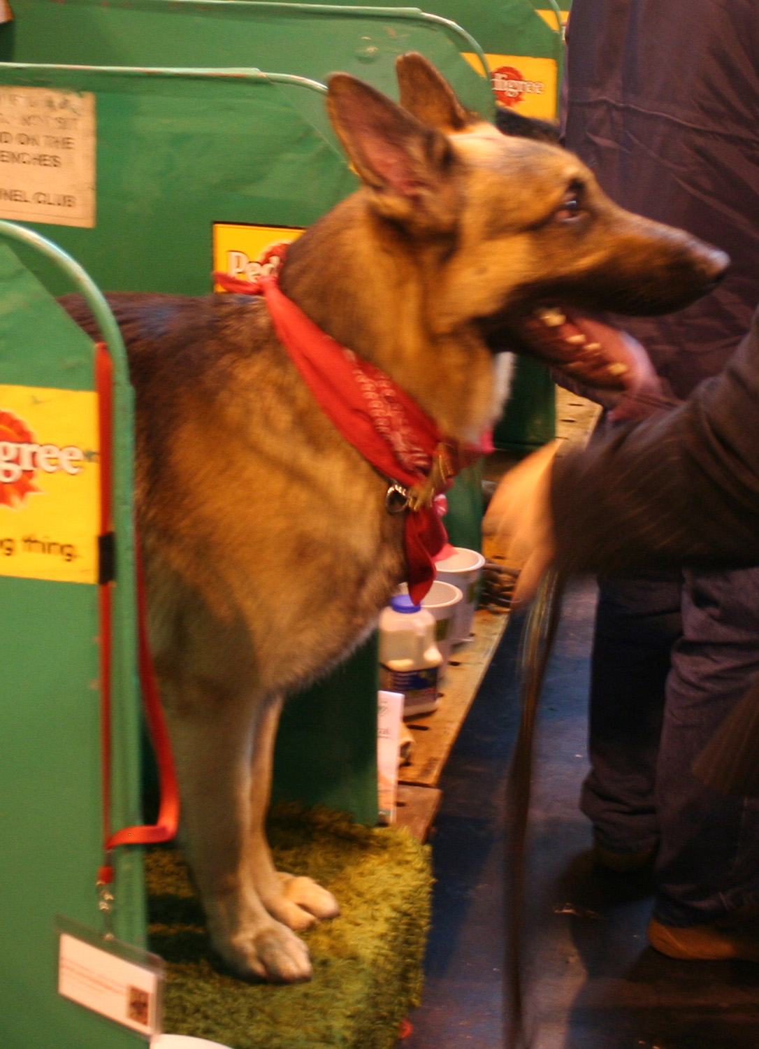 Jansires Aces High at Crufts 2008