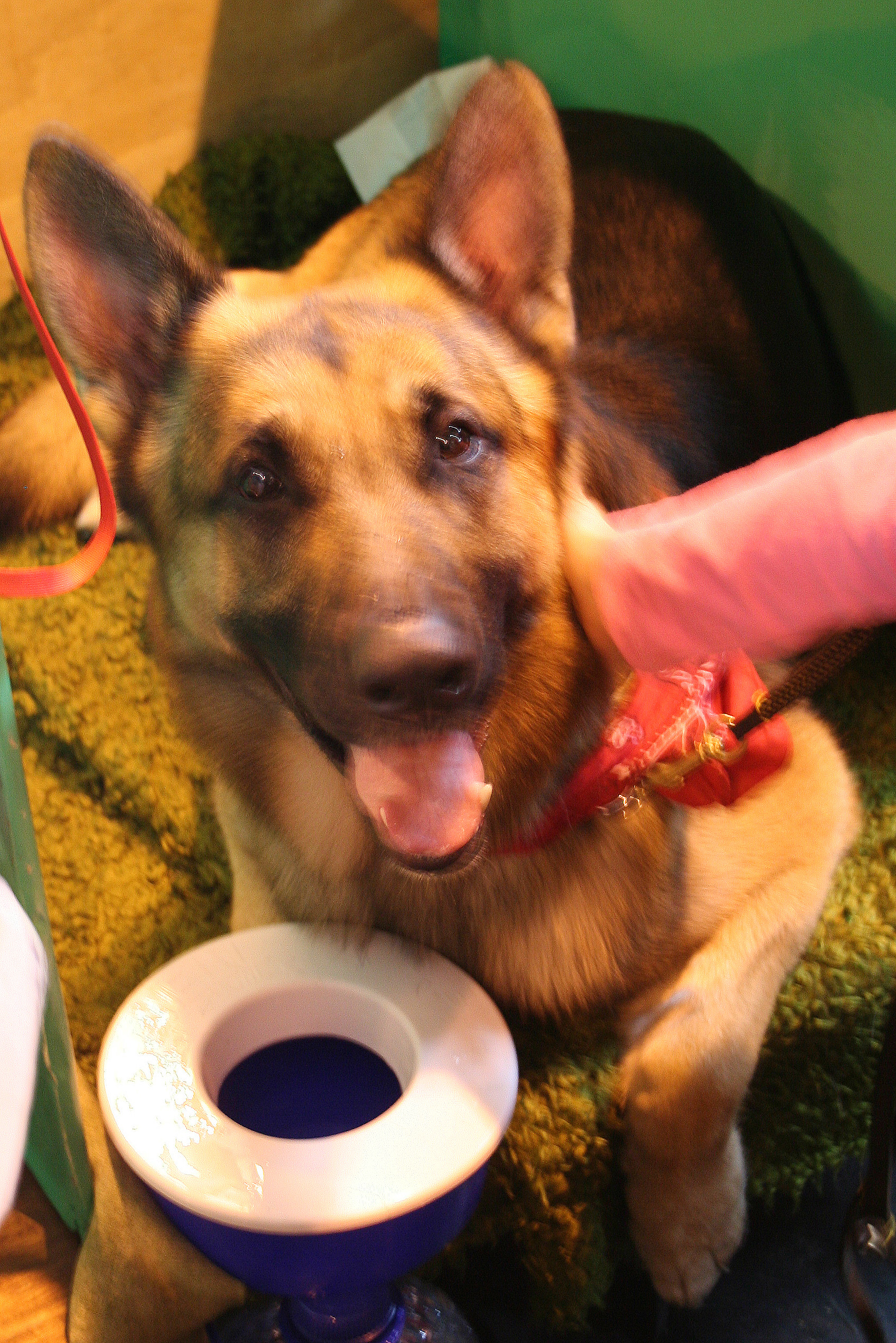 Jansires Aces High at Crufts 2008