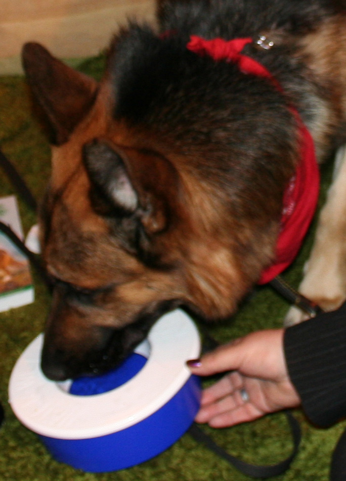 Jansires Aces High at Crufts 2008