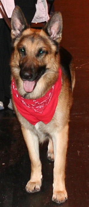 Jansires Aces high at Crufts 2008
